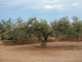 Casa per le vacanze L'Ampolla Ambiente 35