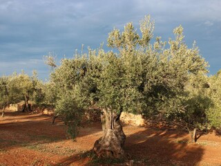 Casa per le vacanze L'Ampolla  38