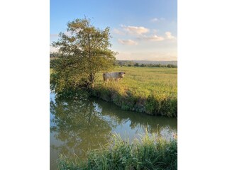 Casa per le vacanze Villers-sur-Mer Ambiente 16