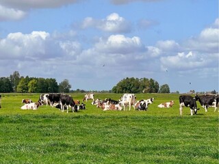 Ferienpark Delfstrahuizen Umgebung 36