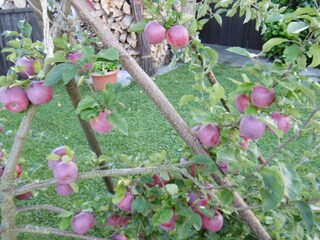 Apple harvest in autumn