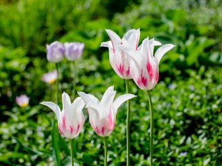 Tulips in the garden