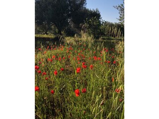Casa de vacaciones Manduria Grabación al aire libre 9