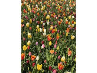 Casa vacanze Hillegom Ambiente 14