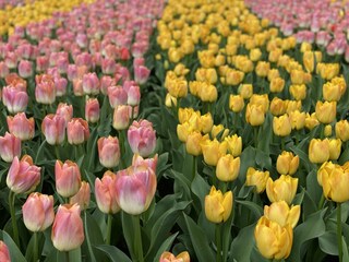 Casa vacanze Hillegom Ambiente 16