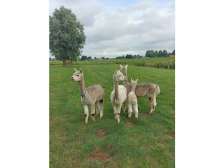 Casa vacanze Hillegom Ambiente 11