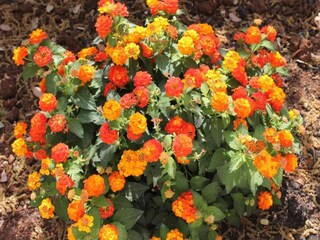 Villa Cisternino Entorno 21