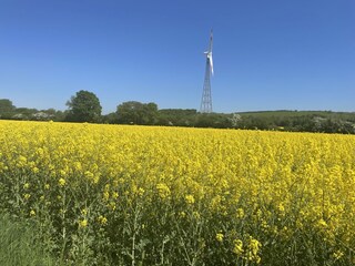 blühende Rapsfelder am Wegesrand