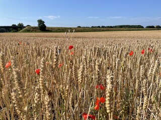 Weizenfeld am Wegesrand