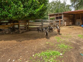 Boerderij Cambiasca  26