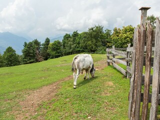 Type de propriété : Ferme Cambiasca  27