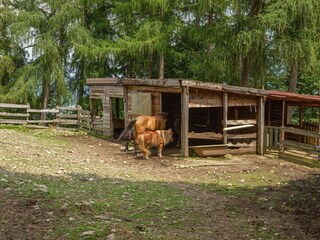 Type de propriété : Ferme Cambiasca  33