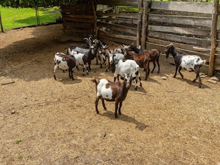 Boerderij Cambiasca  35