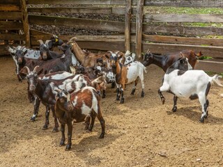 Boerderij Cambiasca  30