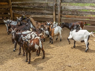 Type de propriété : Ferme Cambiasca  30