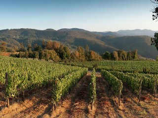 Villa Arezzo (Stadt) Registrazione all'aperto 10