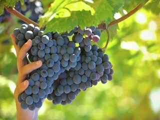 Villa Arezzo (Stadt)  40