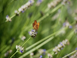 Villa Arezzo (Stadt)  33