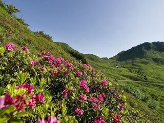 Casa per le vacanze Damüls Ambiente 29