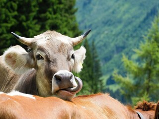 Apartamento Damüls Entorno 25