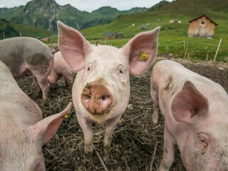 Apartment Damüls Umgebung 36