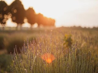 Appartamento Vernasca Ambiente 33