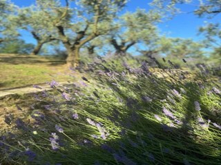 Appartement Vernasca Environnement 22