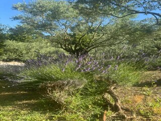 Appartement Vernasca Environnement 25