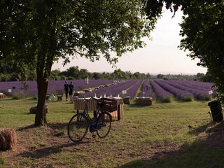 Type de propriété : Ferme Asciano Enregistrement extérieur 18