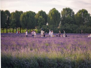 Type de propriété : Ferme Asciano Enregistrement extérieur 22