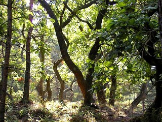 Darßer Wald