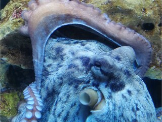 Casa per le vacanze Kastelir Ambiente 38