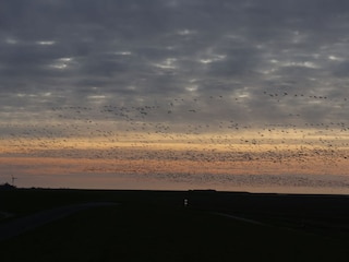 Gänse in großen Schwärmen
