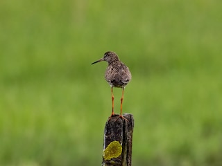 Der Rotschenkel
