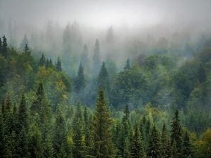 Ferienpark Gemütliches Holzchalet im Wald, mit Mikrowelle - Viroinval - image1