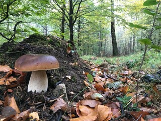 Parc de vacances Viroinval Environnement 16