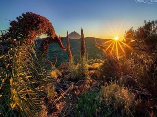 Appartamento Los Gigantes Ambiente 28