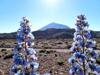 Appartement Los Gigantes Environnement 28