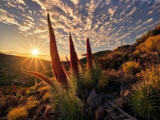 Appartement Los Gigantes Environnement 32