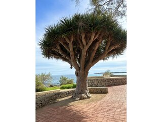 Vakantieappartement Cala Millor Omgeving 15