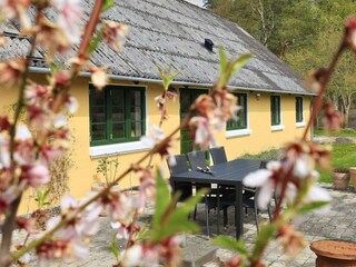 Vakantiehuis Læsø  5