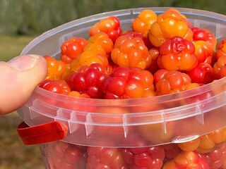 Ferienhaus Rana (Nordland)  8