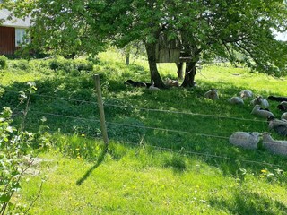 Vakantiehuis Flisby Buitenaudio-opname 1