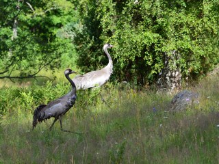 Vakantiehuis Flen  13
