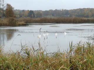 Vakantiehuis Flen  15