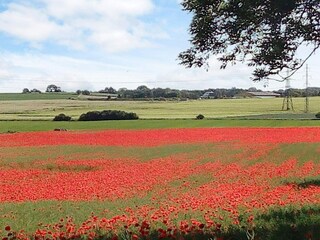 Ferienhaus Ølsted Außenaufnahme 7