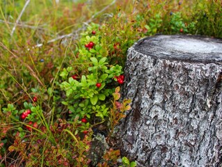 Vakantiehuis Svenstavik  11