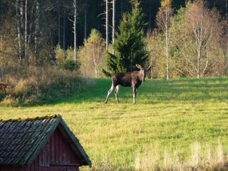 Vakantiehuis Svenstavik  13