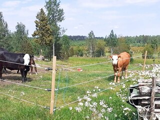 Ferienhaus Målilla Außenaufnahme 10