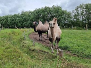 Vakantiehuis Grevinge  7